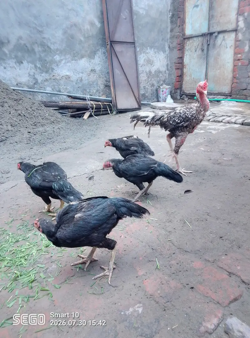 asel morgiyan 4 pec 1 asel tahi morga — photo 4