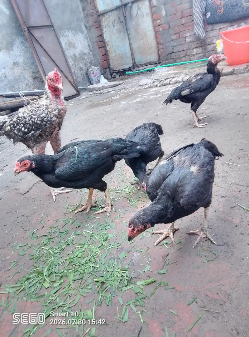 asel morgiyan 4 pec 1 asel tahi morga — photo 5
