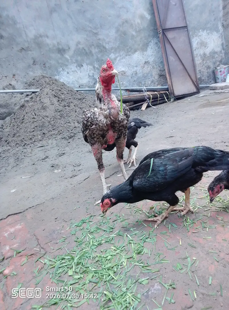 asel morgiyan 4 pec 1 asel tahi morga — photo 6