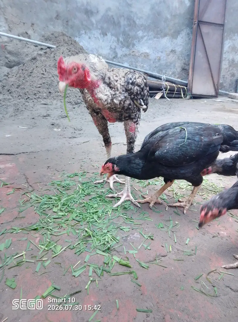 asel morgiyan 4 pec 1 asel tahi morga — photo 7