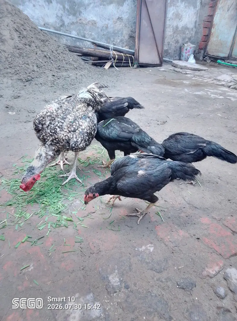 asel morgiyan 4 pec 1 asel tahi morga — photo 8