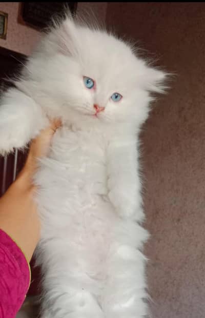 Triple coated kittens