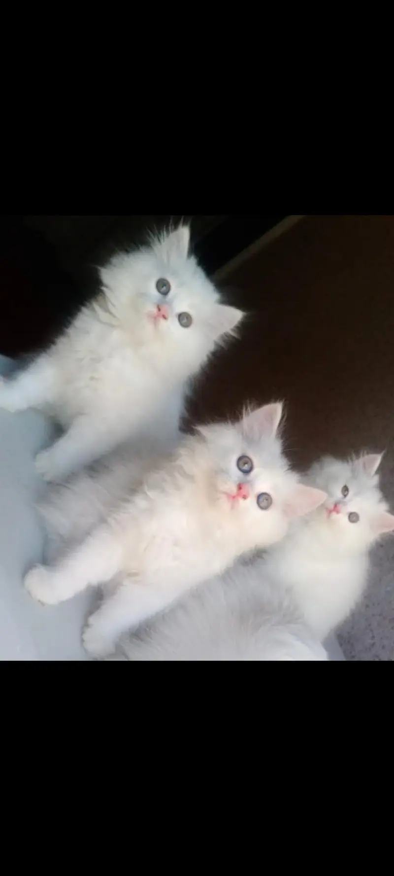 Triple coated kittens — photo 3