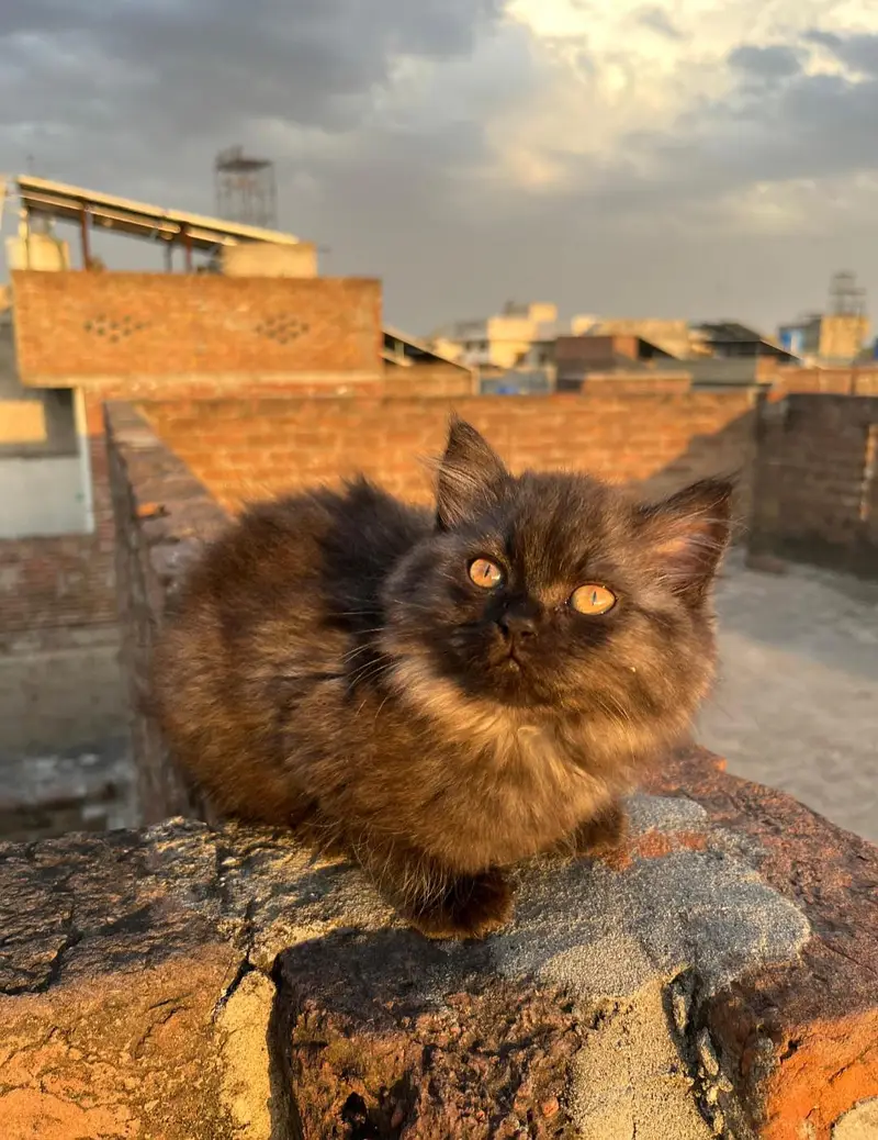 Triple coated kittens — photo 4