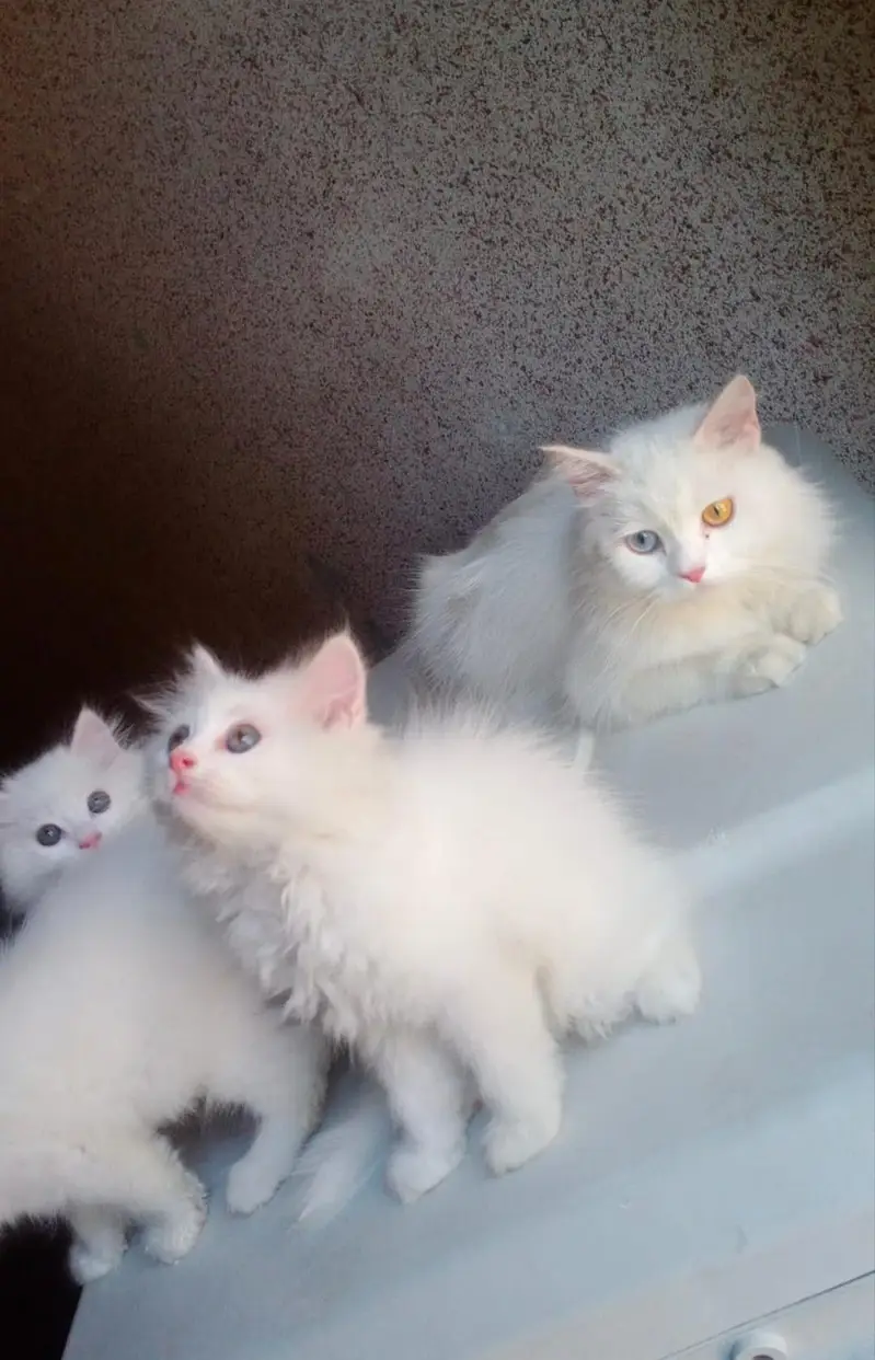 Triple coated kittens — photo 5