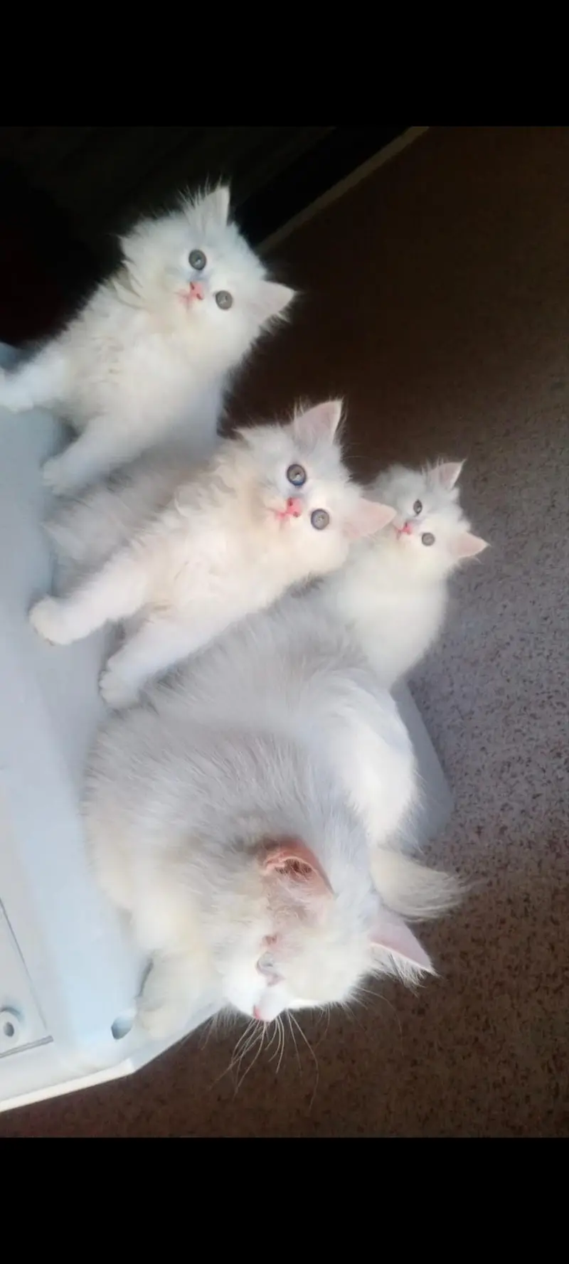 Triple coated kittens — photo 6
