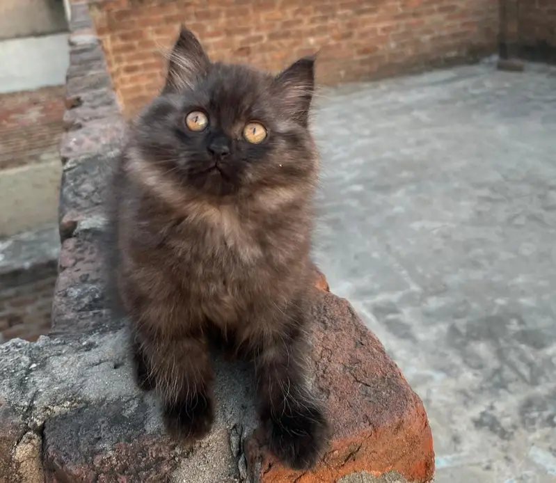 Triple coated kittens — photo 7