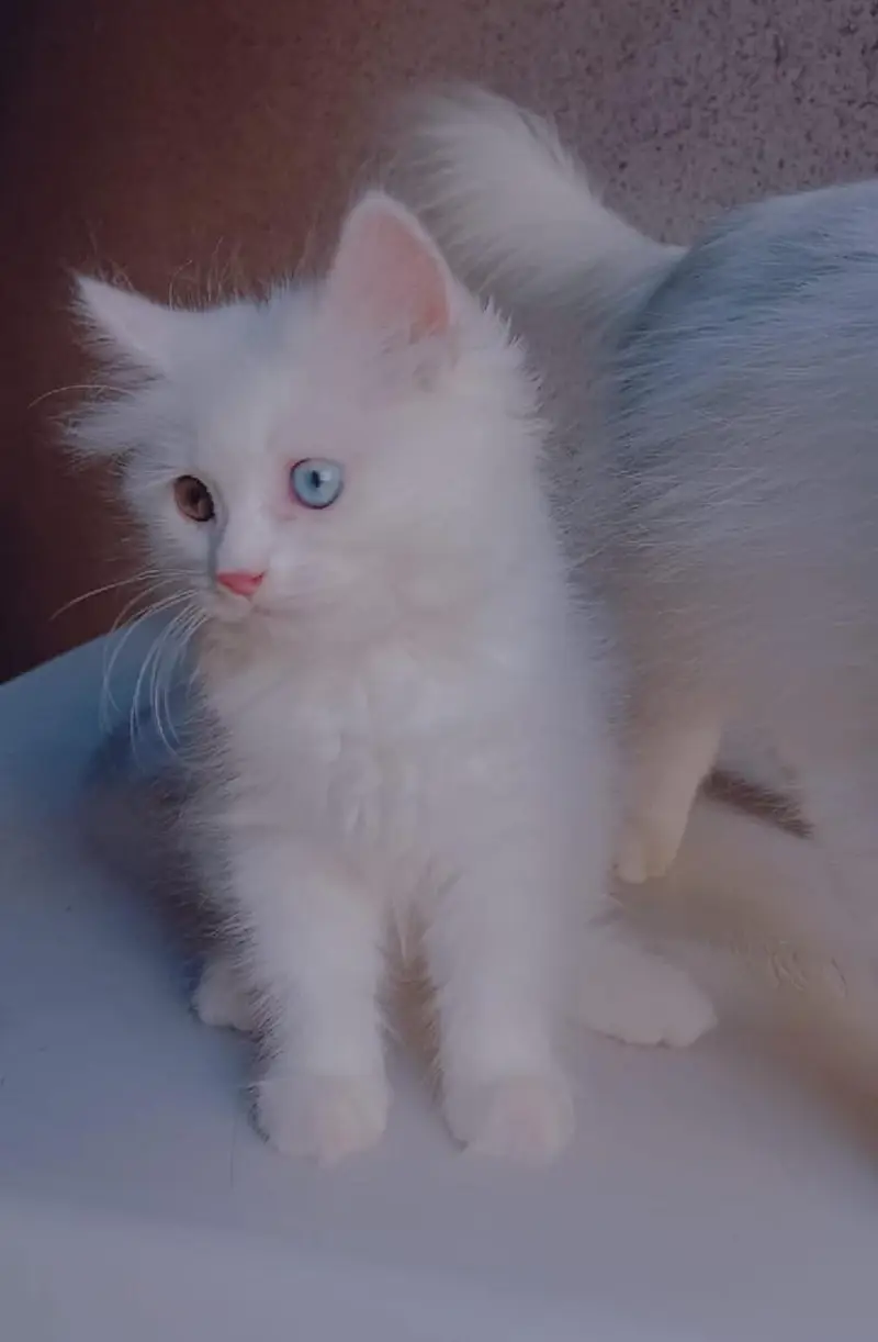 Triple coated kittens — photo 8