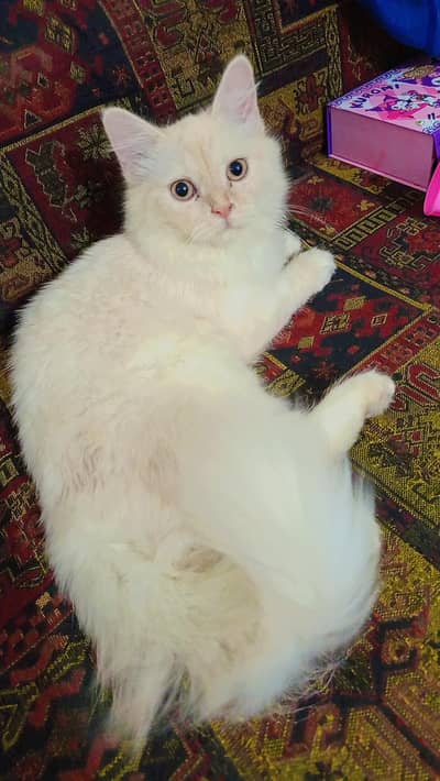 Mano Persian