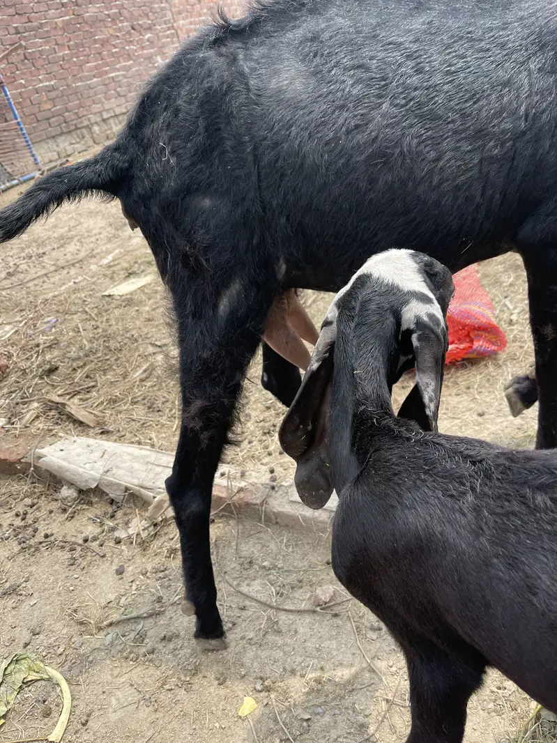 Beetal black dhod wali bakri — photo 2