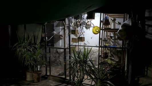 Birds shed