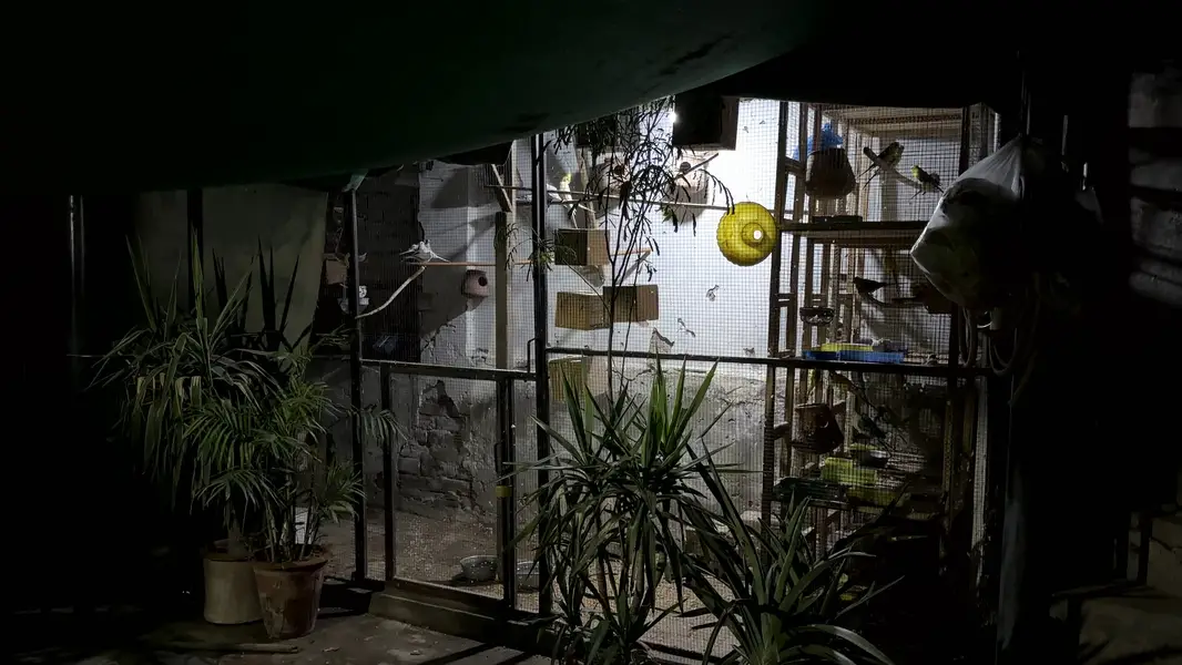 Birds shed