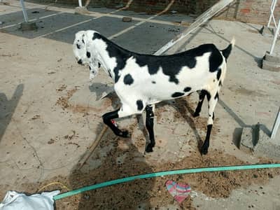 2 dant maki cheena Bakra