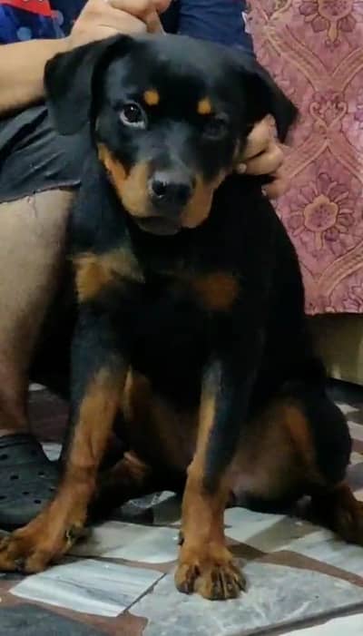 female puppy for sale