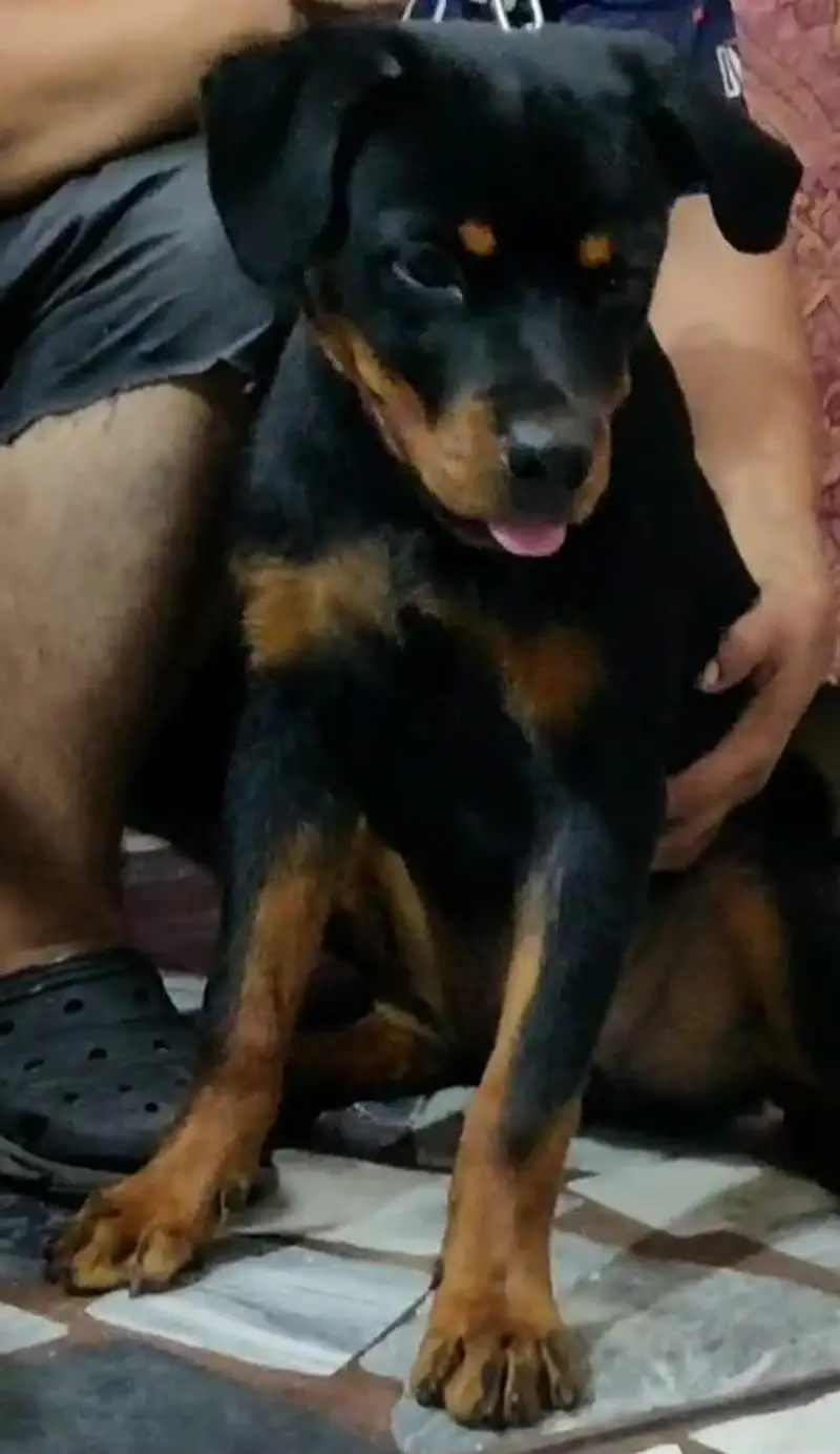 female puppy for sale — photo 2