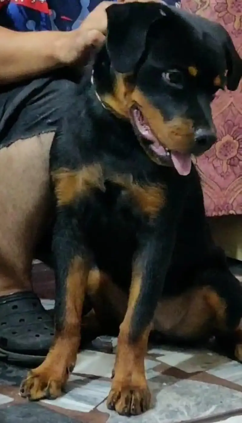 female puppy for sale — photo 3