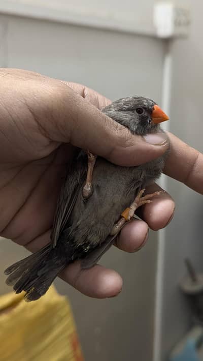 Pure Female Charcoal  Finch | Ringed & Super Healthy