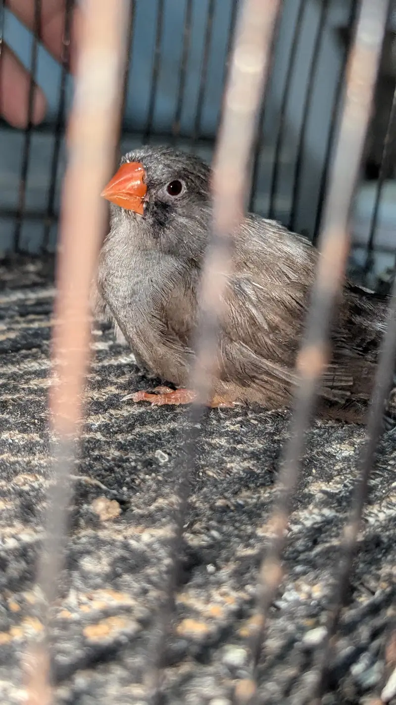 Pure Female Charcoal  Finch | Ringed & Super Healthy — photo 2