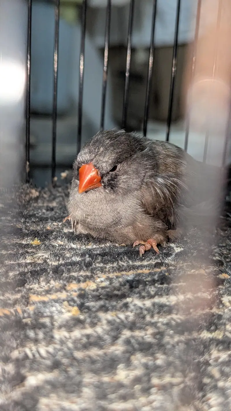 Pure Female Charcoal  Finch | Ringed & Super Healthy — photo 3