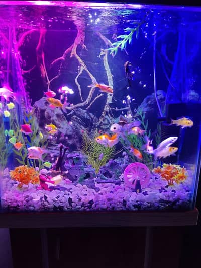 aquarium fish