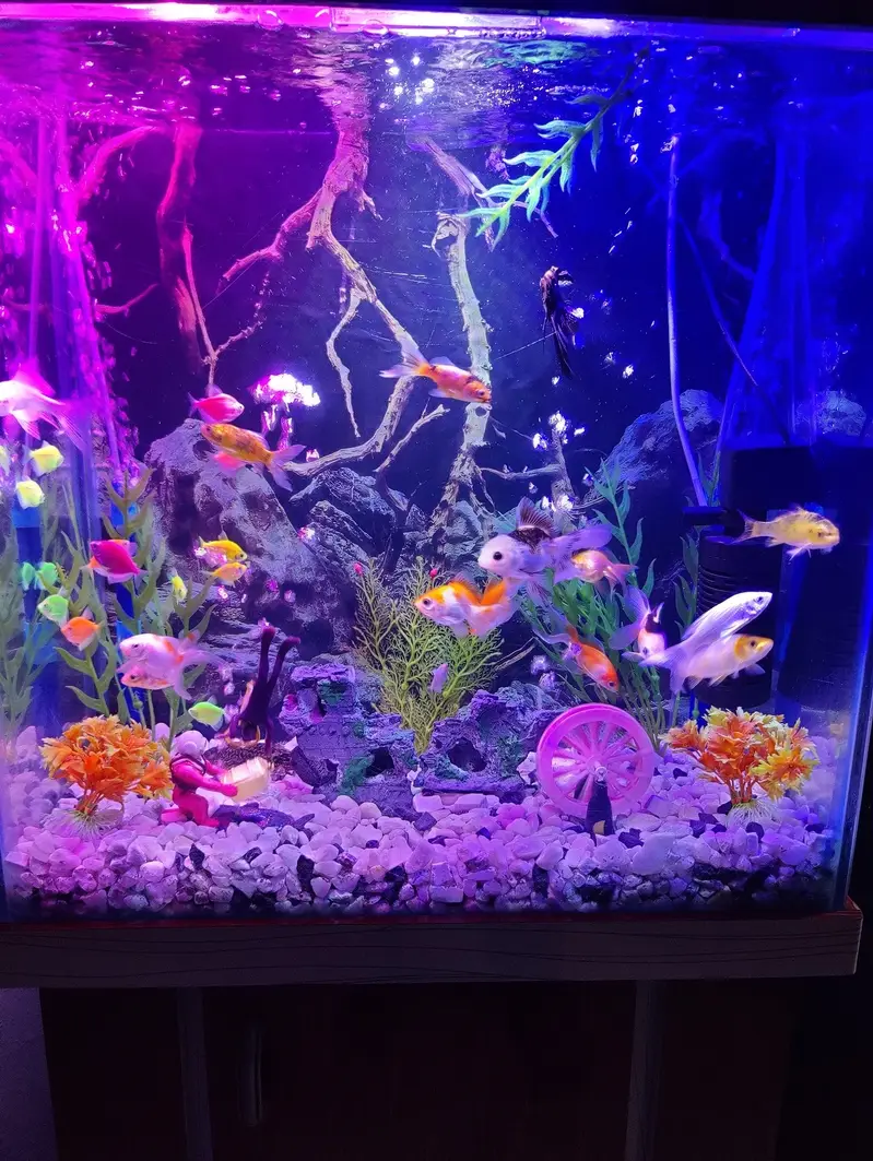 aquarium fish