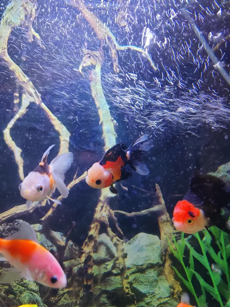aquarium fish — photo 2