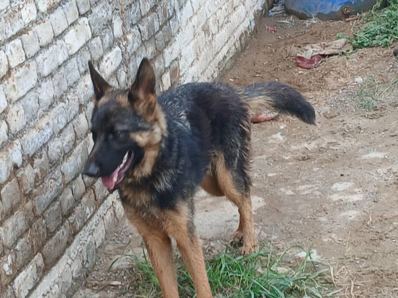 german shepheed with passport 0