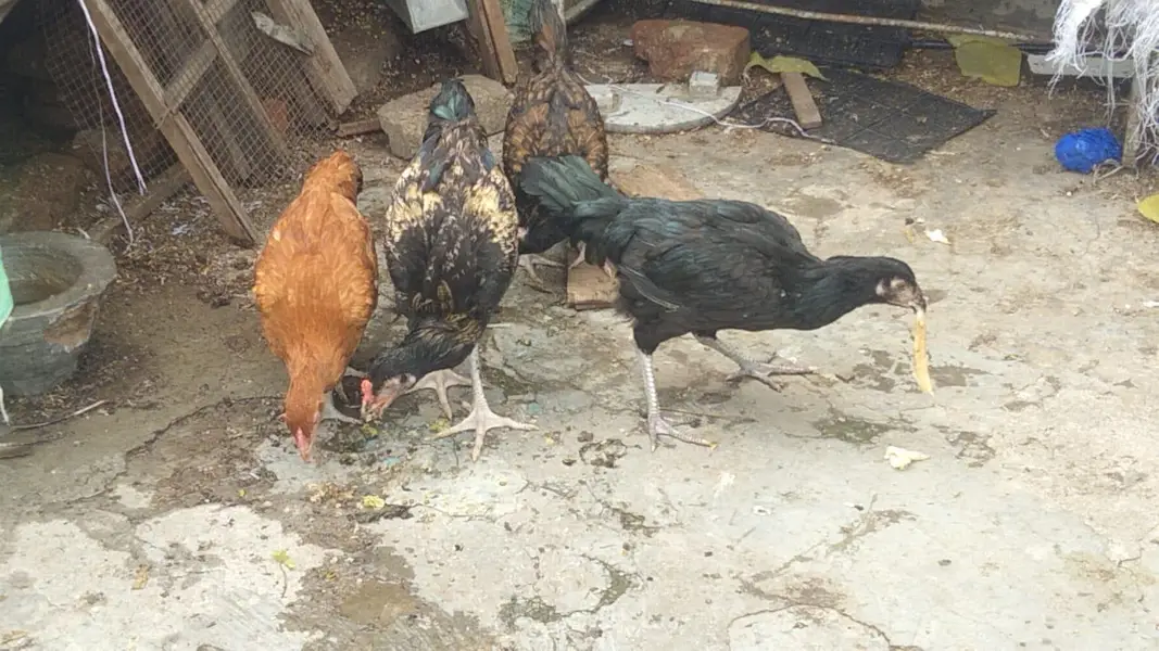 Aseel and golden Misri — photo 2