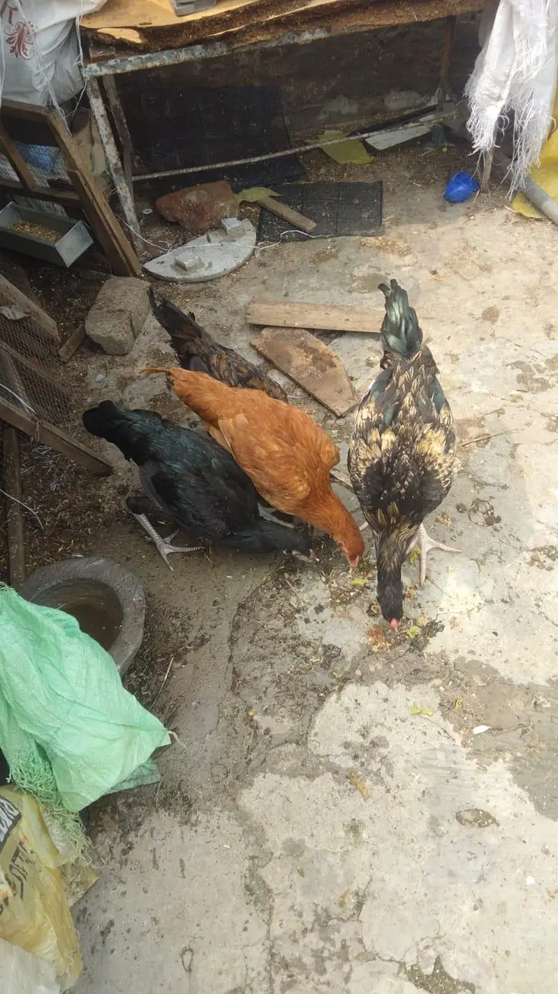 Aseel and golden Misri — photo 3