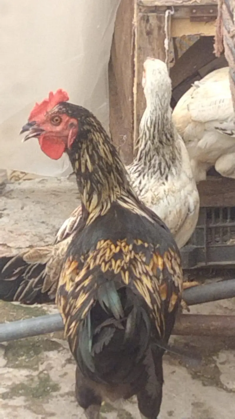 Aseel and golden Misri — photo 4