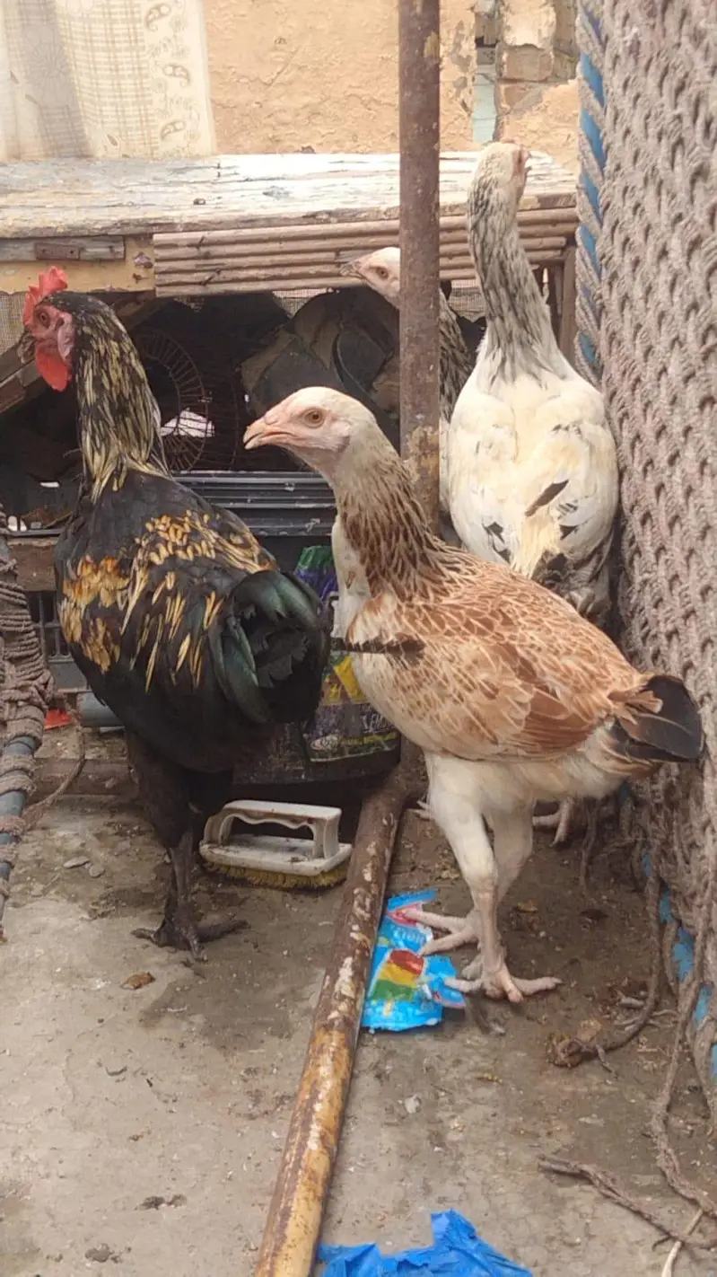 Aseel and golden Misri — photo 5