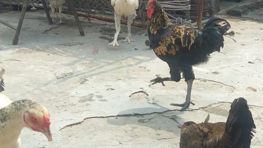 Aseel and golden Misri — photo 11