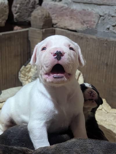 High Quality Dogo Argentino puppies