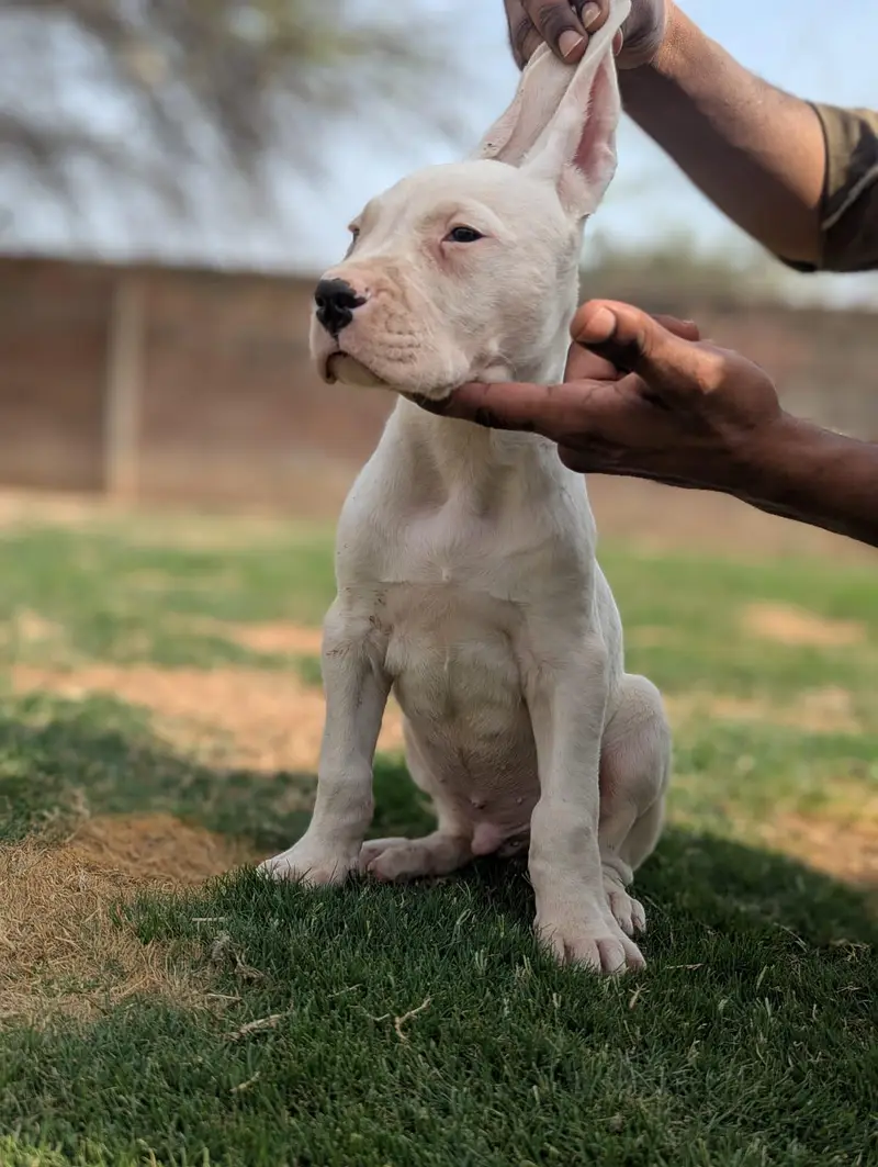 High Quality Dogo Argentino puppies — photo 2