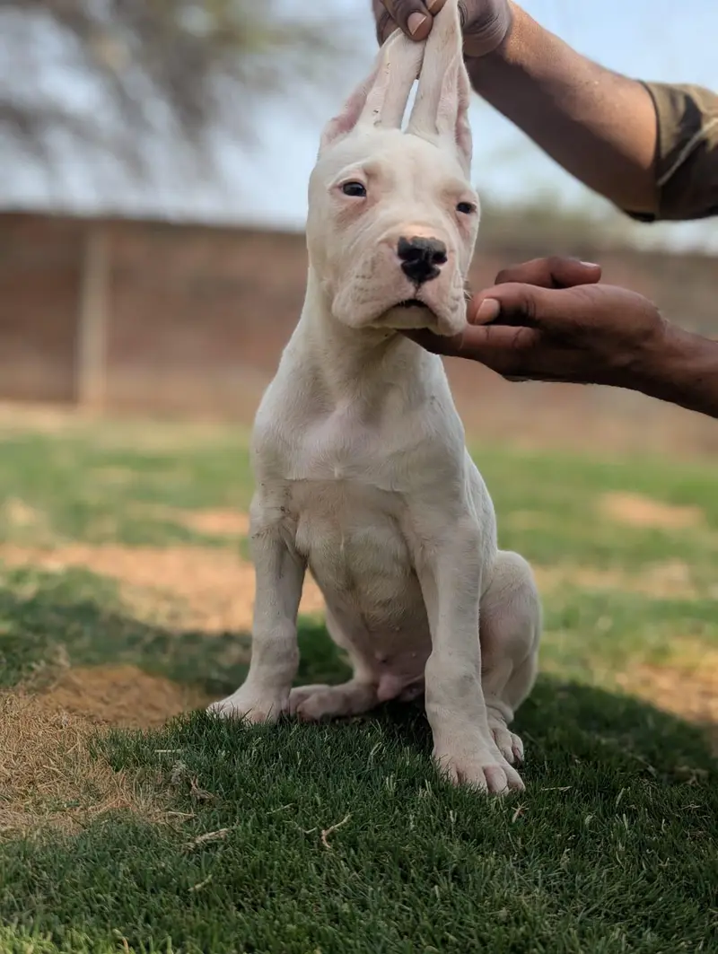 High Quality Dogo Argentino puppies — photo 3