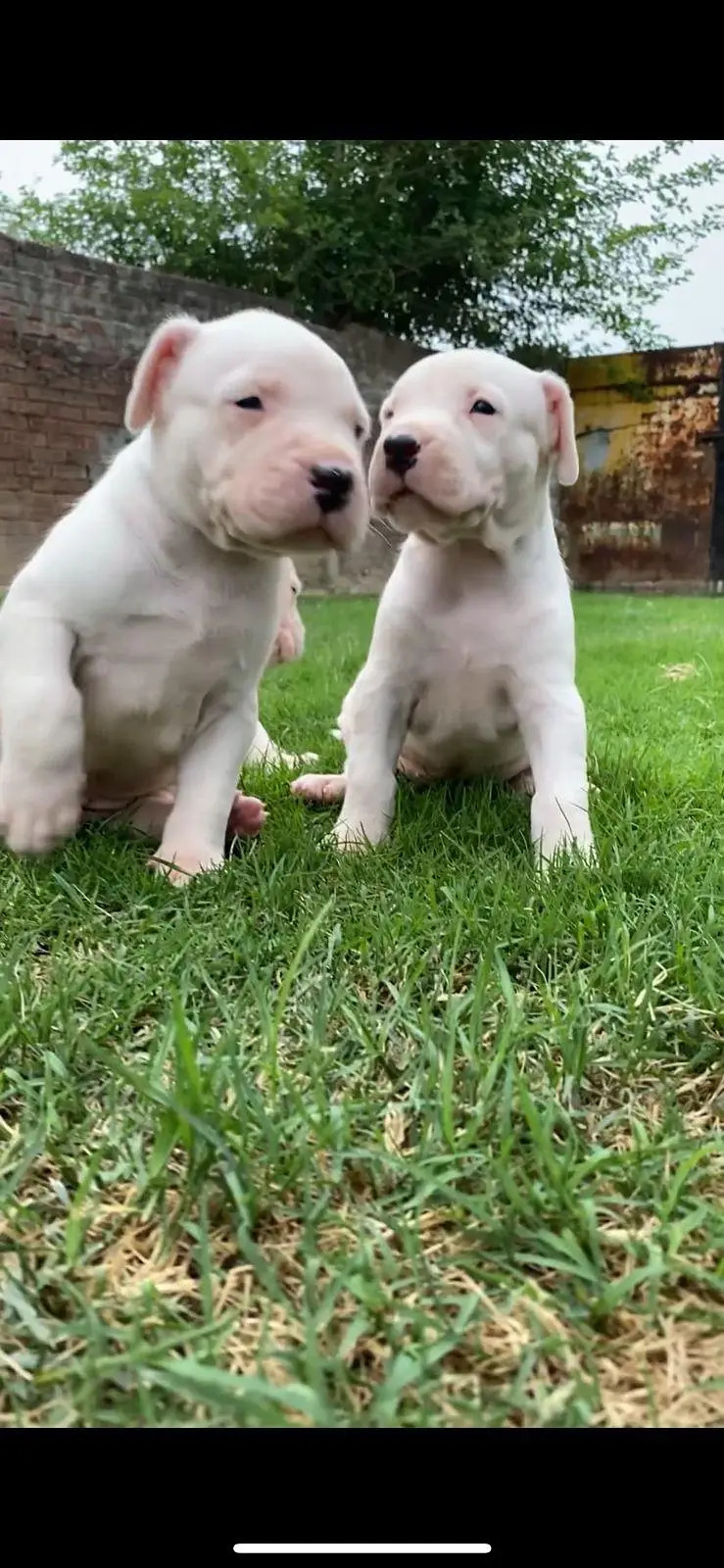 High Quality Dogo Argentino puppies — photo 4