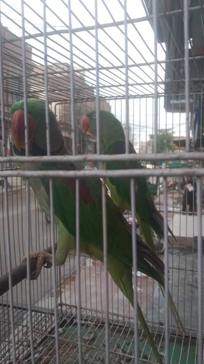 for sale