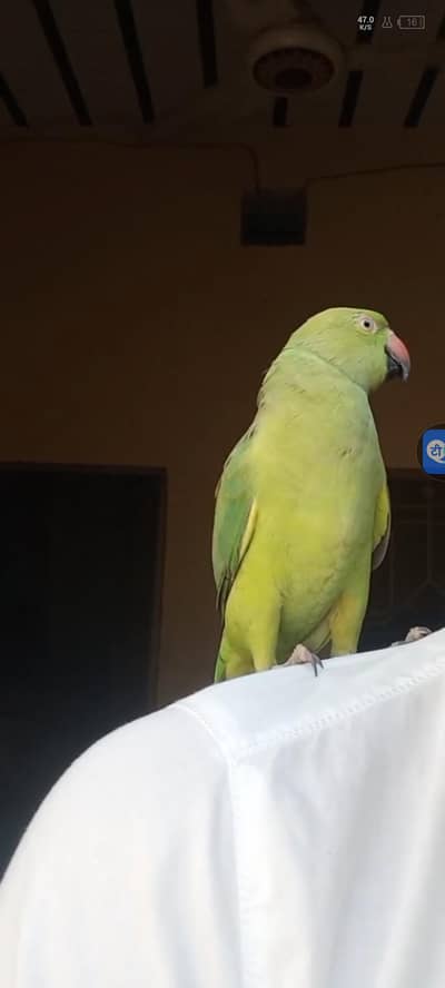 for sale