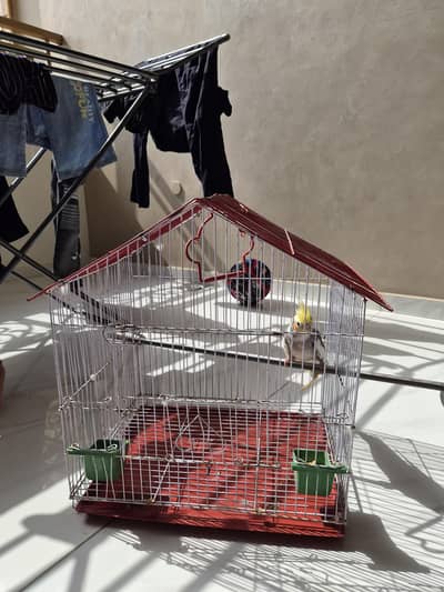 cocktail male breeder with cage