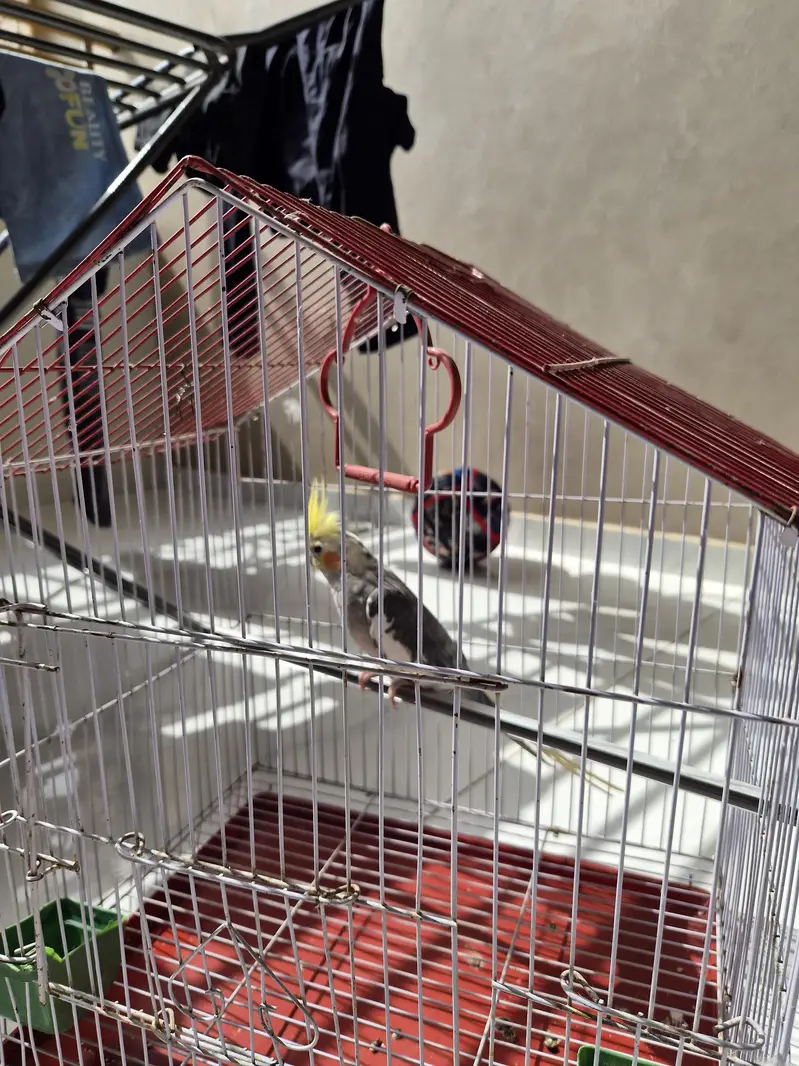 cocktail male breeder with cage — photo 2
