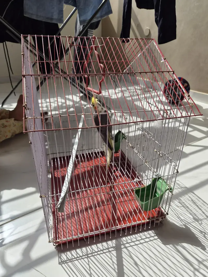 cocktail male breeder with cage — photo 4