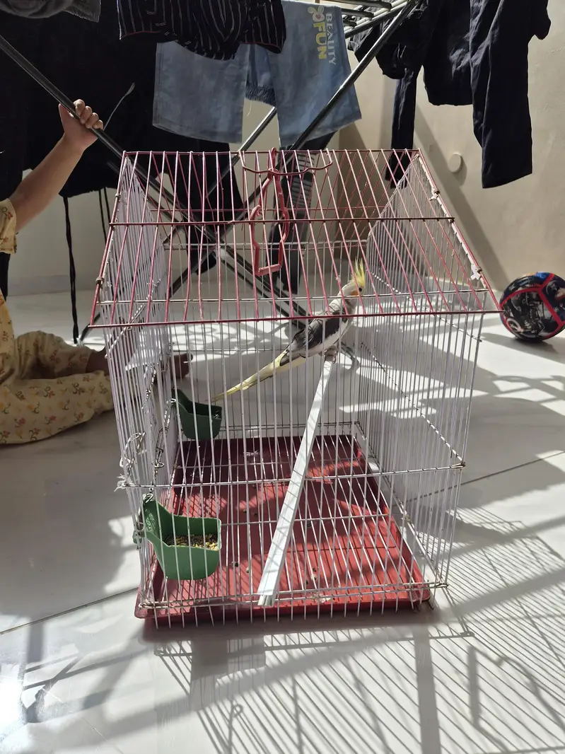 cocktail male breeder with cage — photo 5