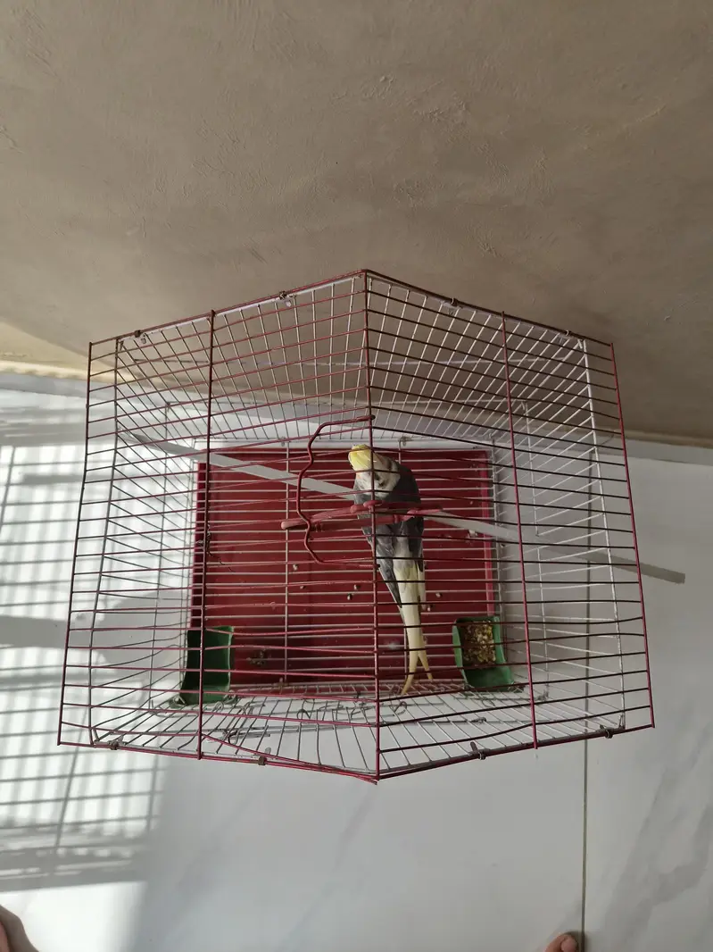 cocktail male breeder with cage — photo 6