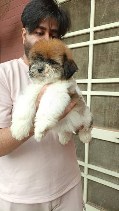 shitzu healthy active puppy