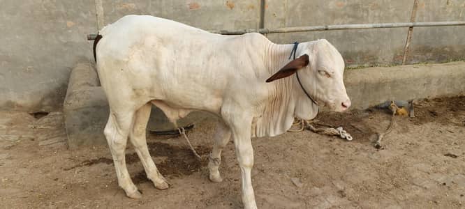3 Months Healthy Calf for Sale