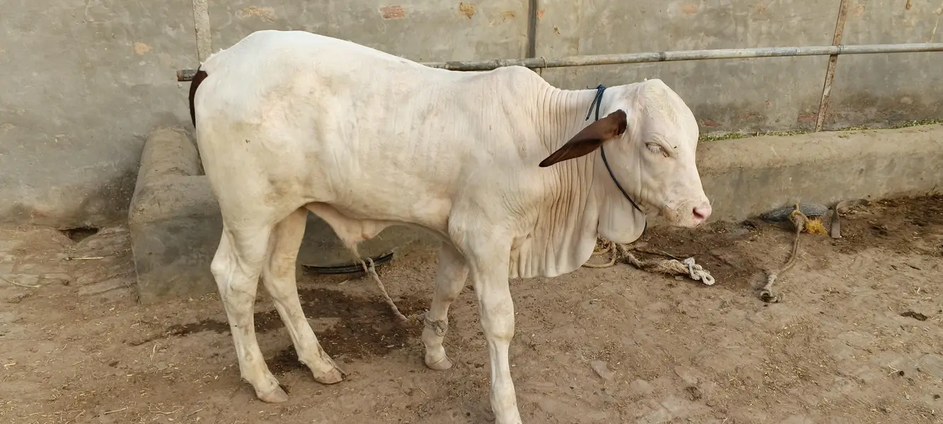 3 Months Healthy Calf for Sale