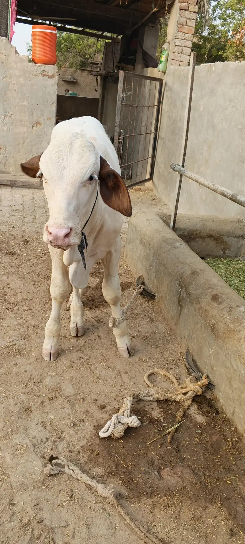 3 Months Healthy Calf for Sale — photo 2