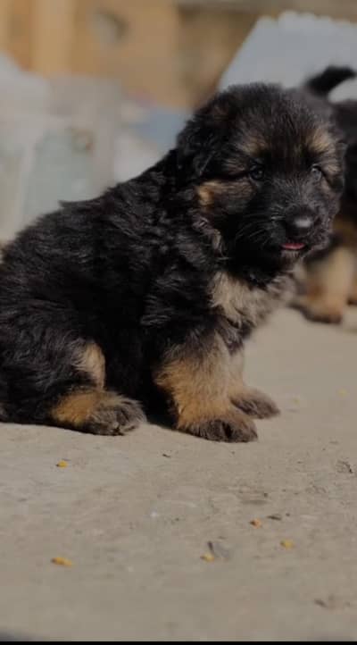 German shepherd long coat male puppies