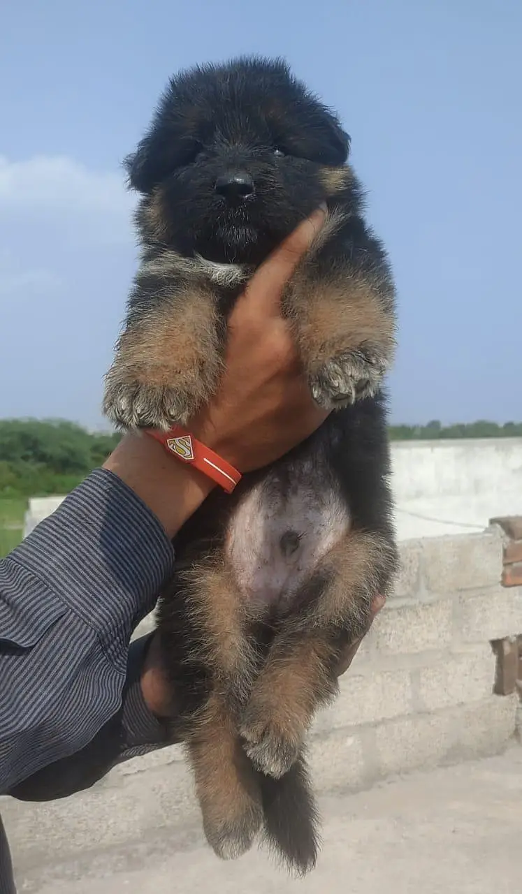 German shepherd long coat male puppies — photo 2