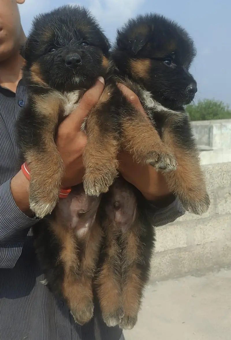 German shepherd long coat male puppies — photo 3